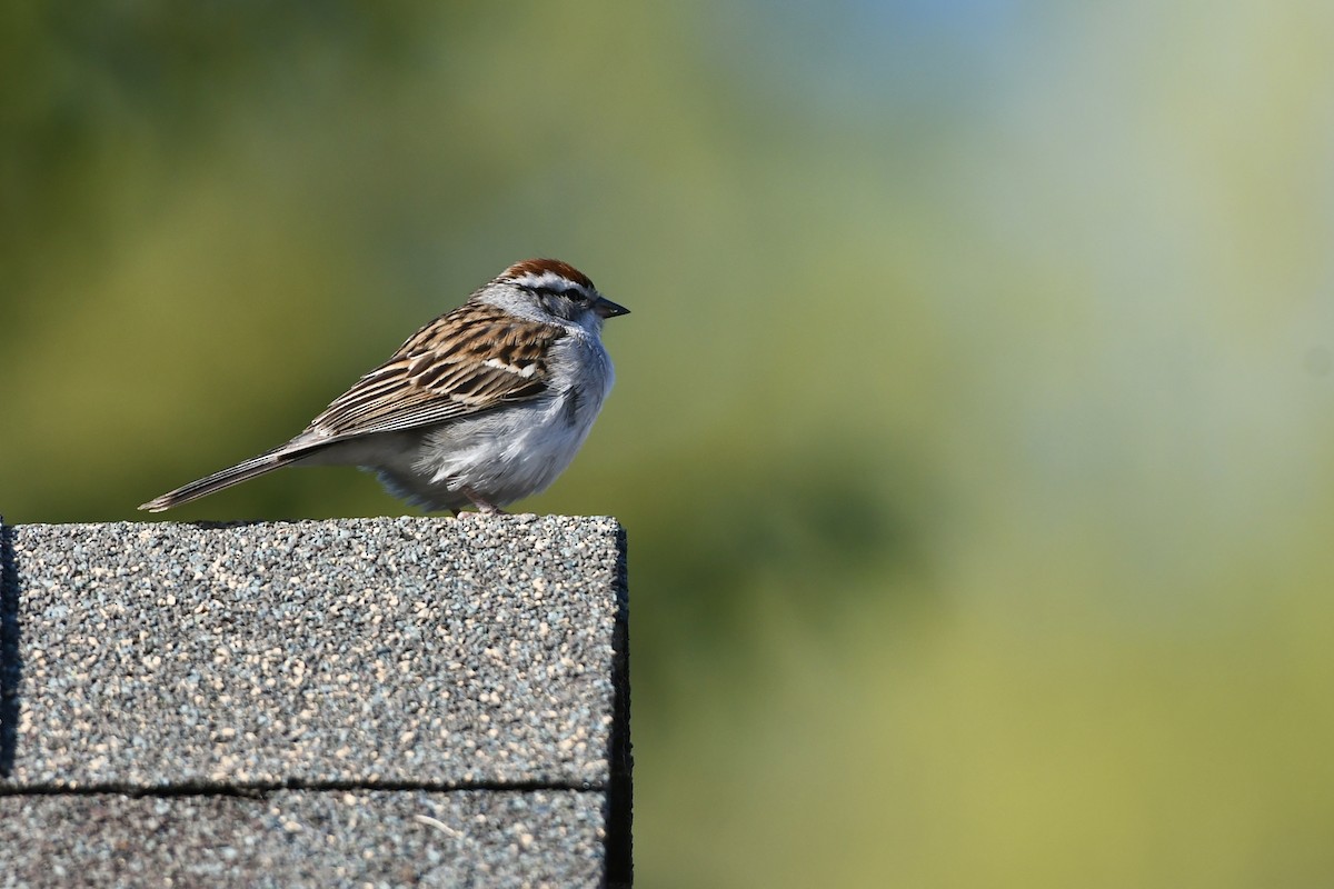 Chipping Sparrow - ML589151451