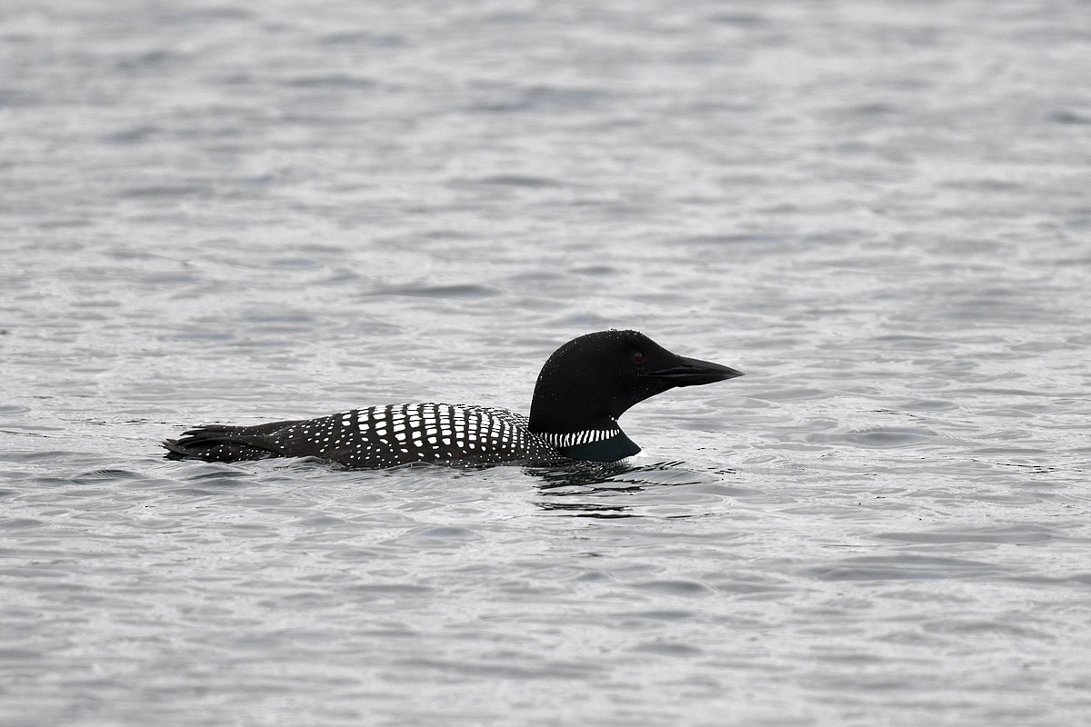 Common Loon - ML589152151