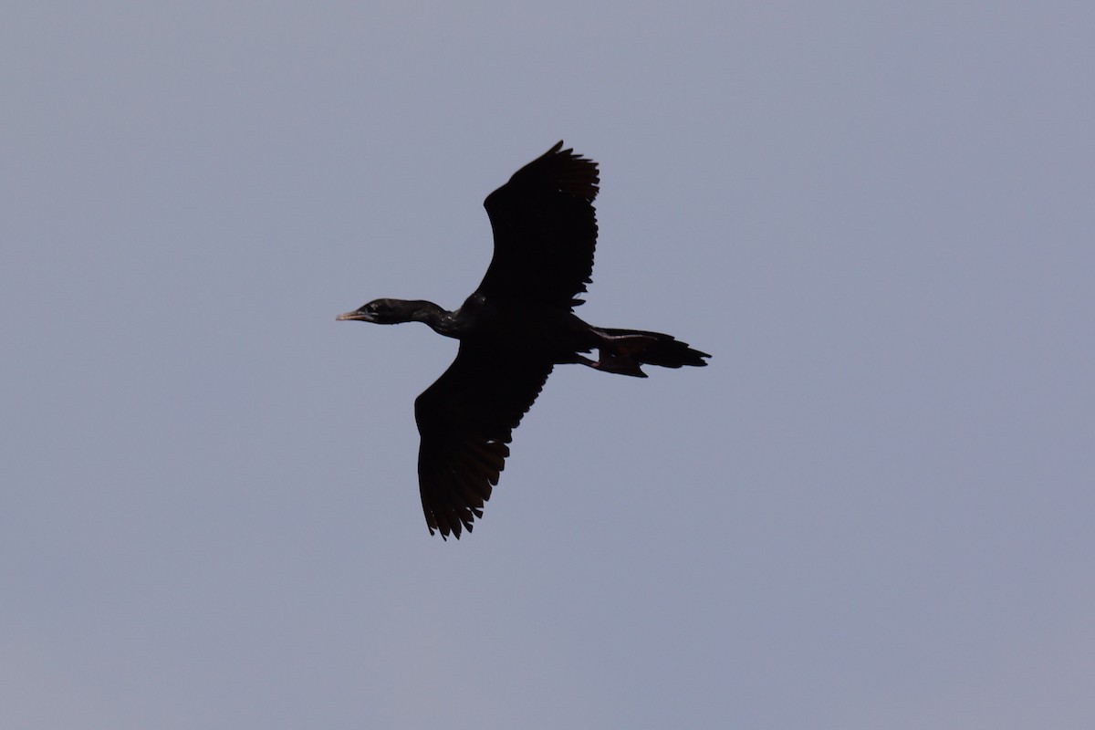 Little Cormorant - Krzysztof Kasprzyk