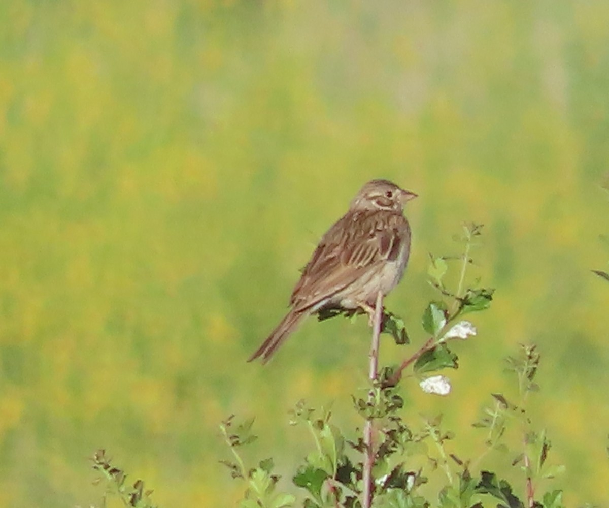 Vesper Sparrow - ML589157611