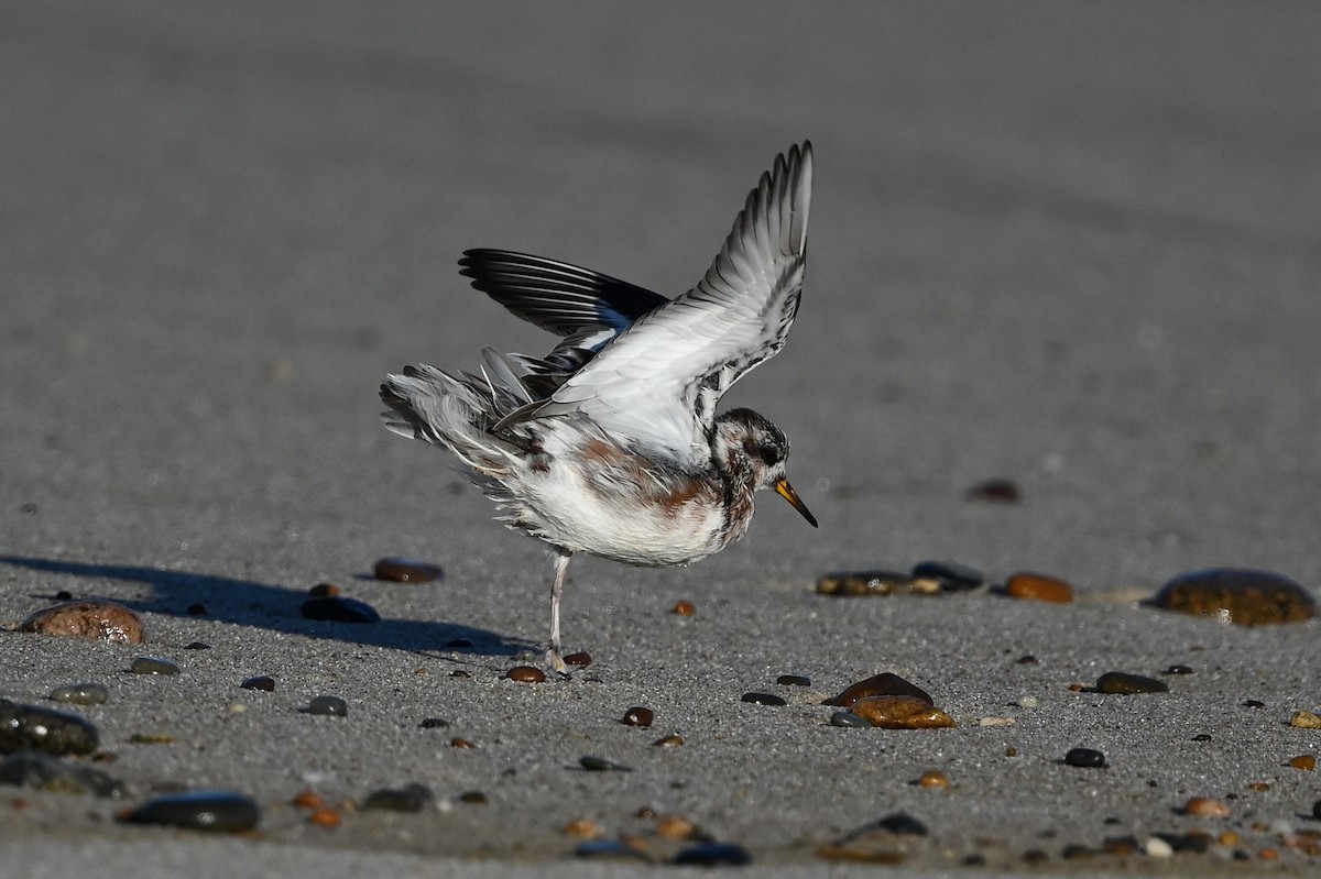 polarsvømmesnipe - ML589158621