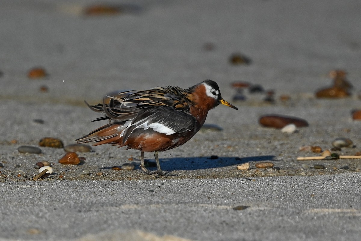 polarsvømmesnipe - ML589158631