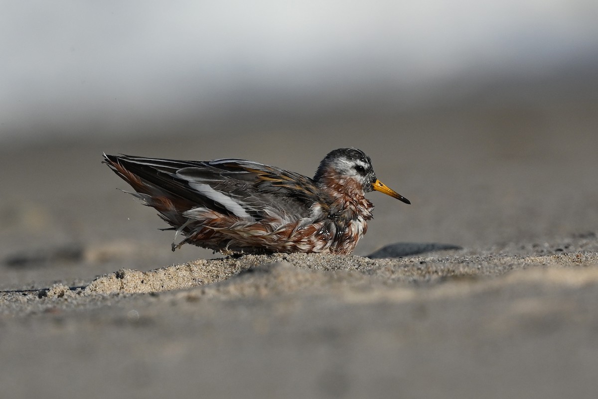 polarsvømmesnipe - ML589158641