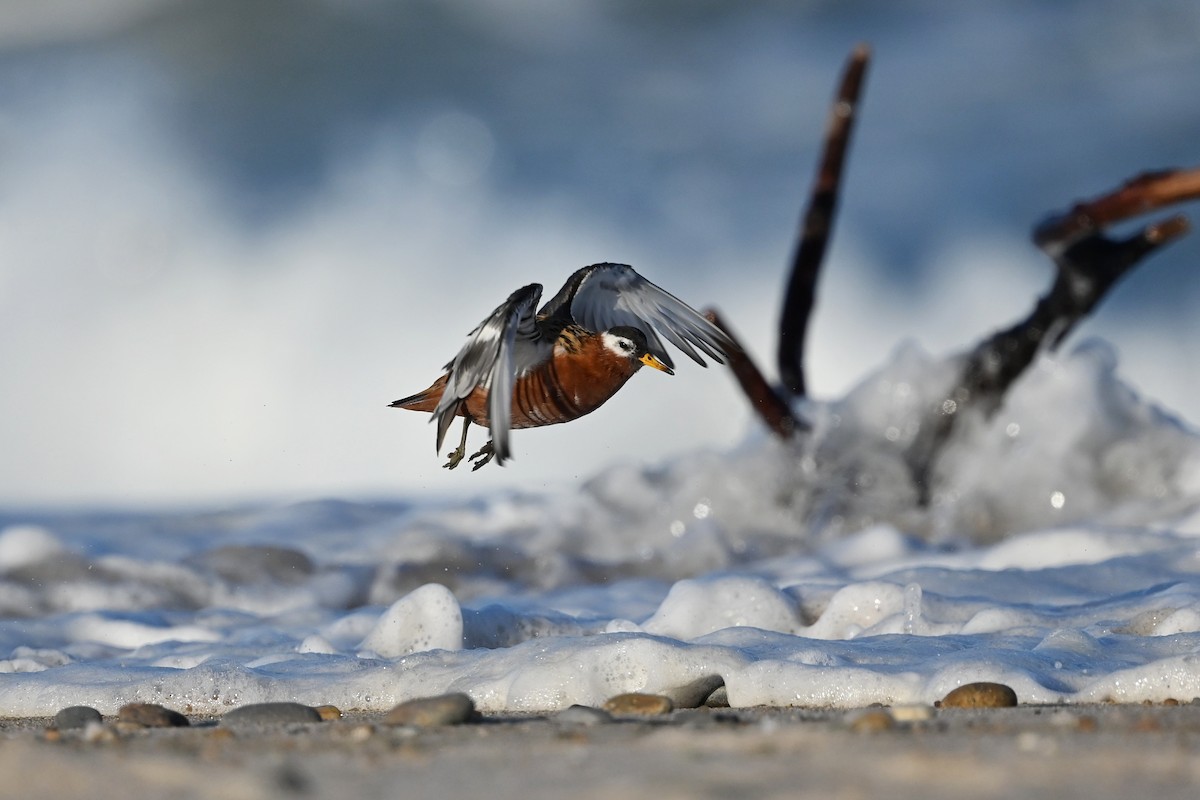 polarsvømmesnipe - ML589158671