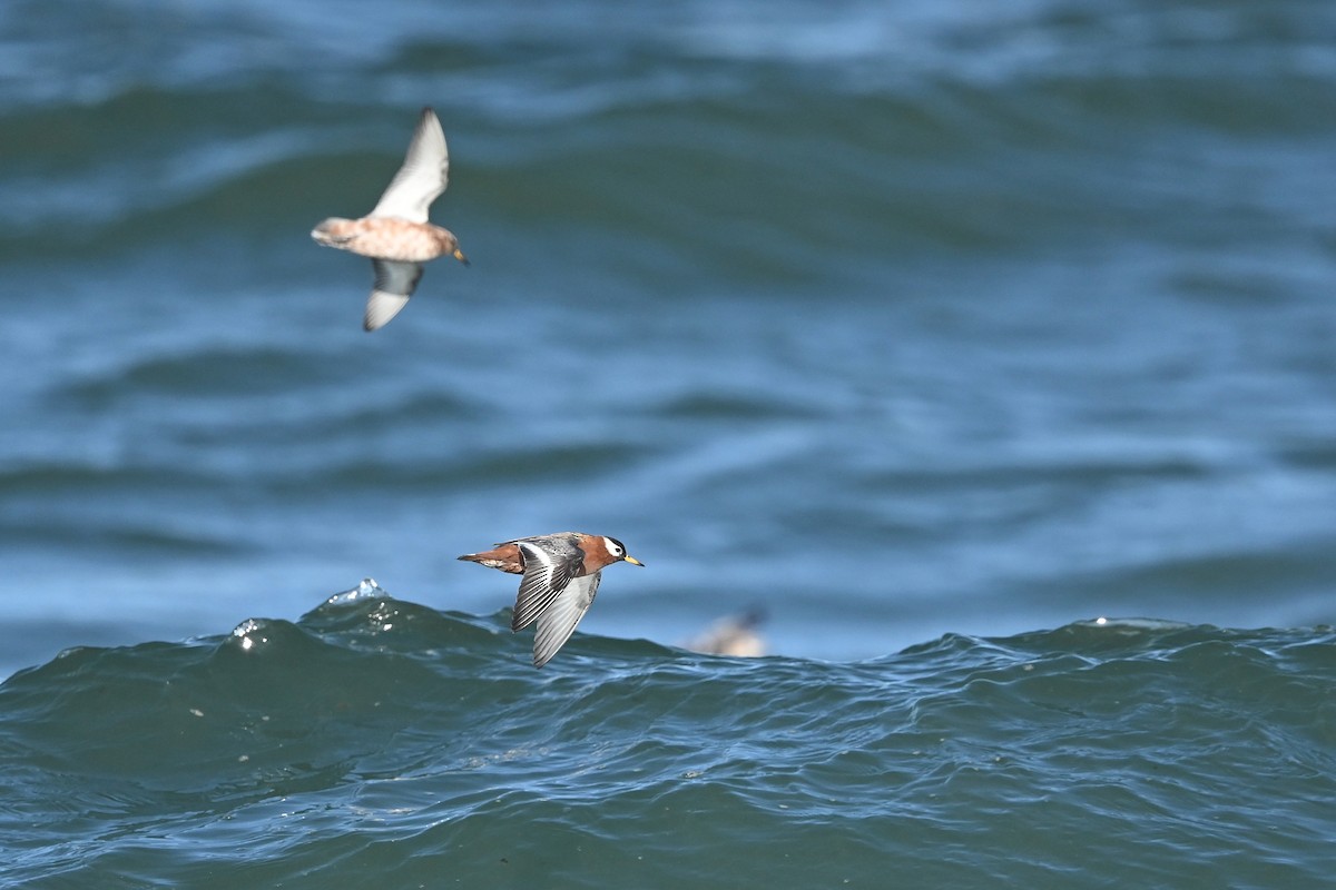 polarsvømmesnipe - ML589158691