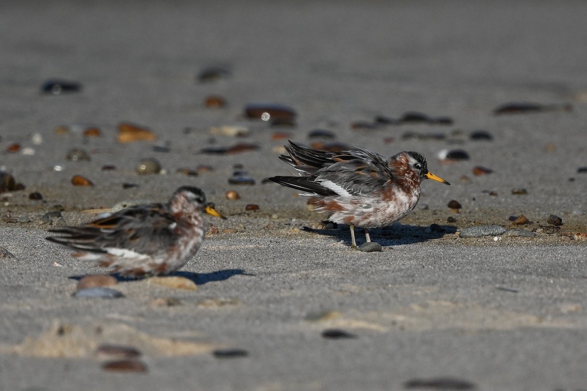 polarsvømmesnipe - ML589158701