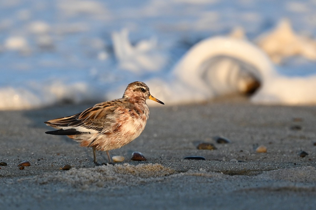 polarsvømmesnipe - ML589158711