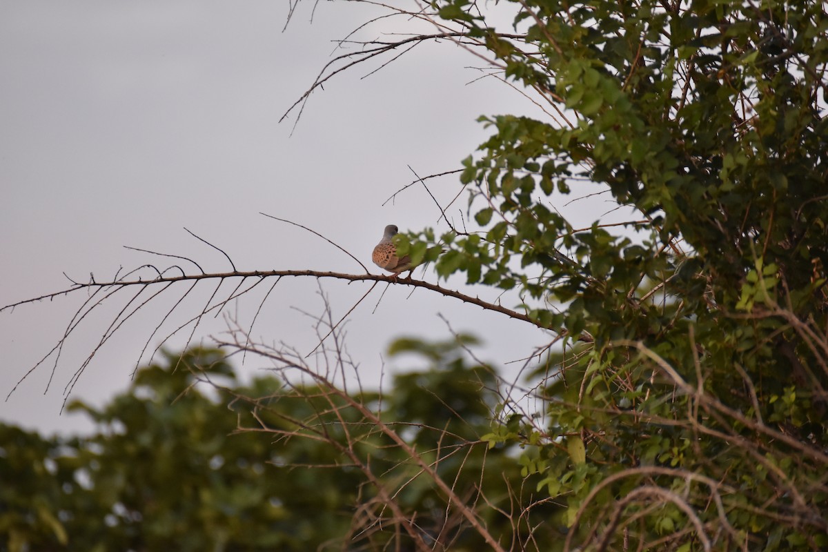 European Turtle-Dove - ML589159341