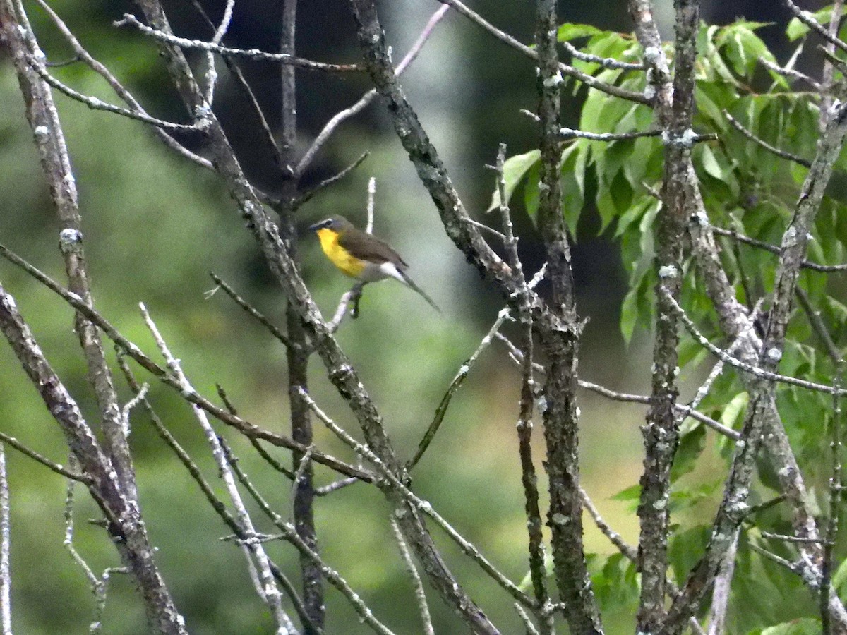 Yellow-breasted Chat - ML589159571