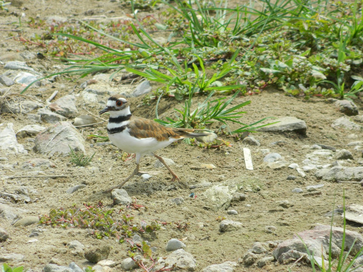 Killdeer - ML58915961