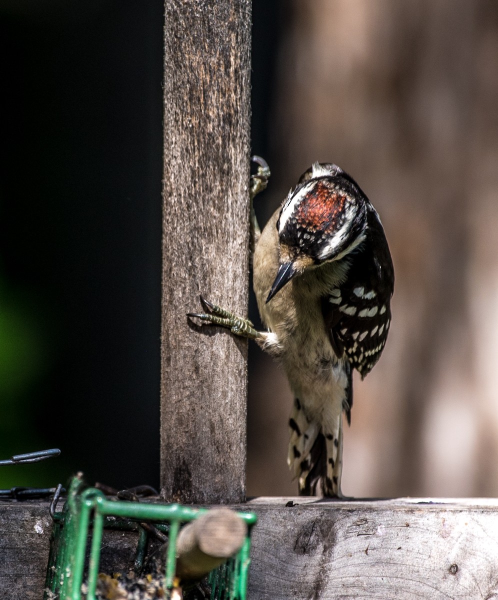 Downy Woodpecker - ML589160001