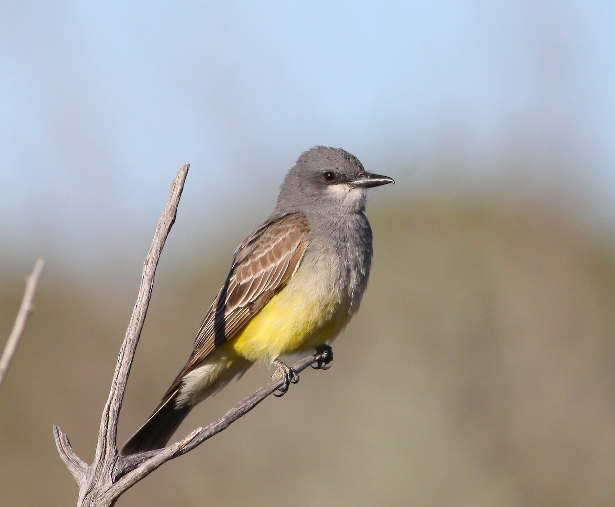 Cassin's Kingbird - Roger Clark
