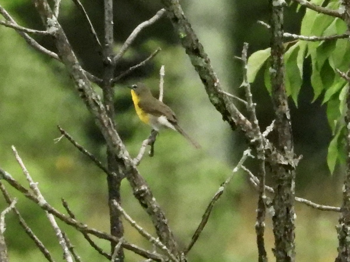 Yellow-breasted Chat - ML589160101