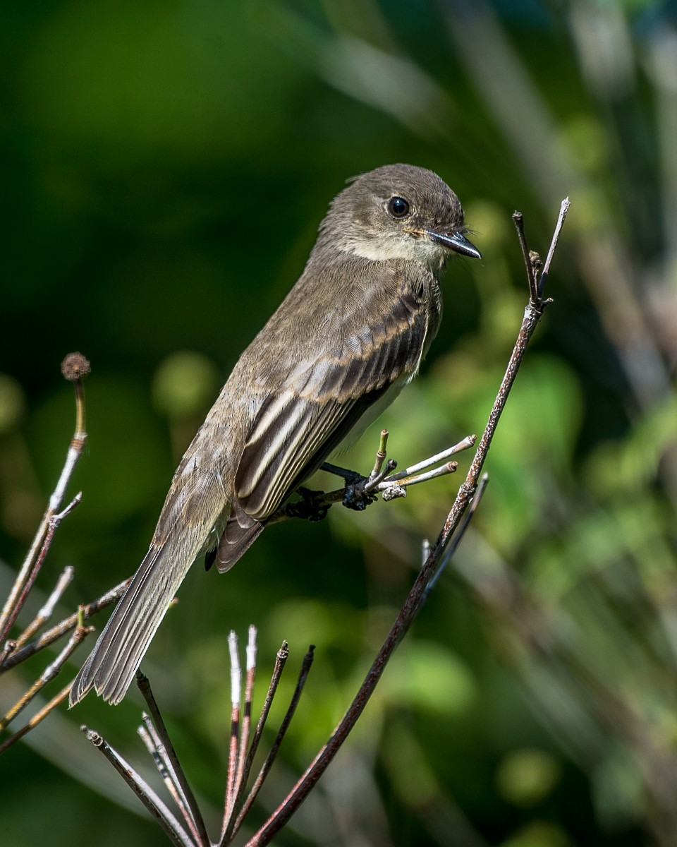 Eastern Phoebe - ML589160171