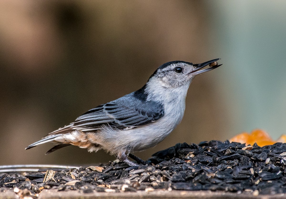 White-breasted Nuthatch - ML589160231