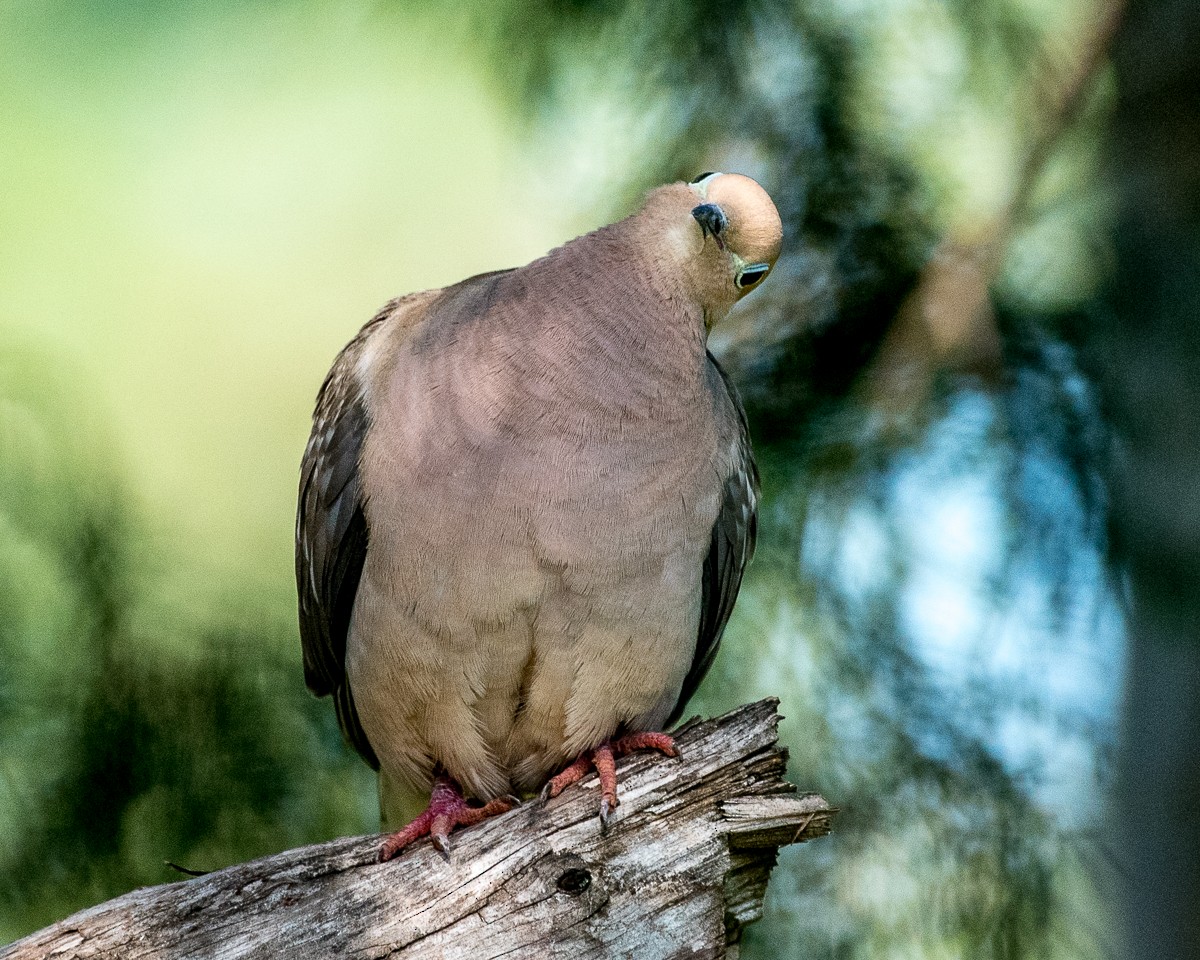 Mourning Dove - ML589160391