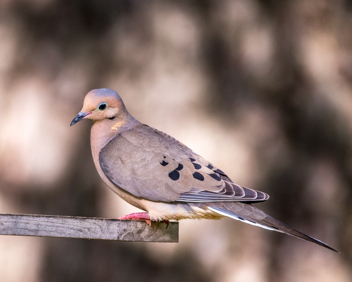 Mourning Dove - ML589160401