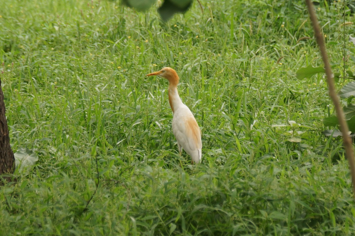 Eastern Cattle-Egret - ML589160521