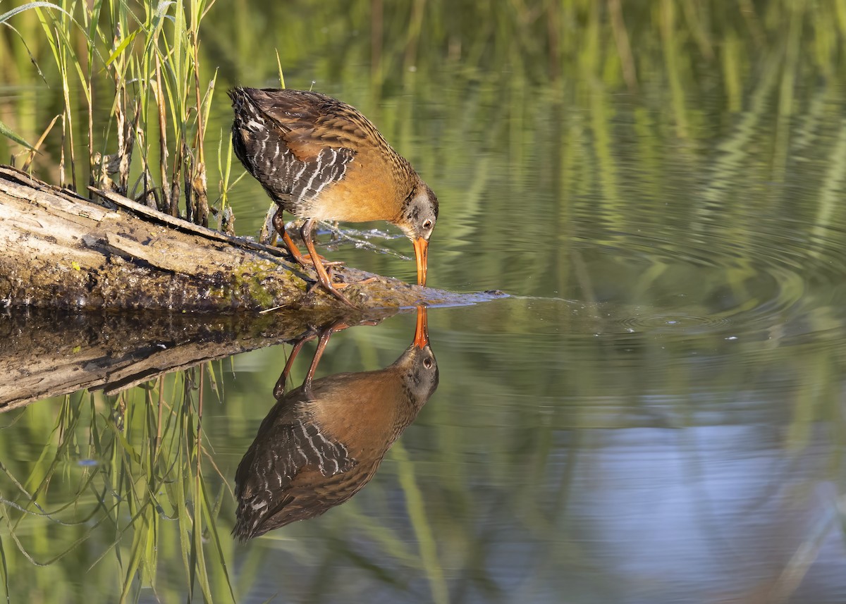 Virginia Rail - Mary Clausen