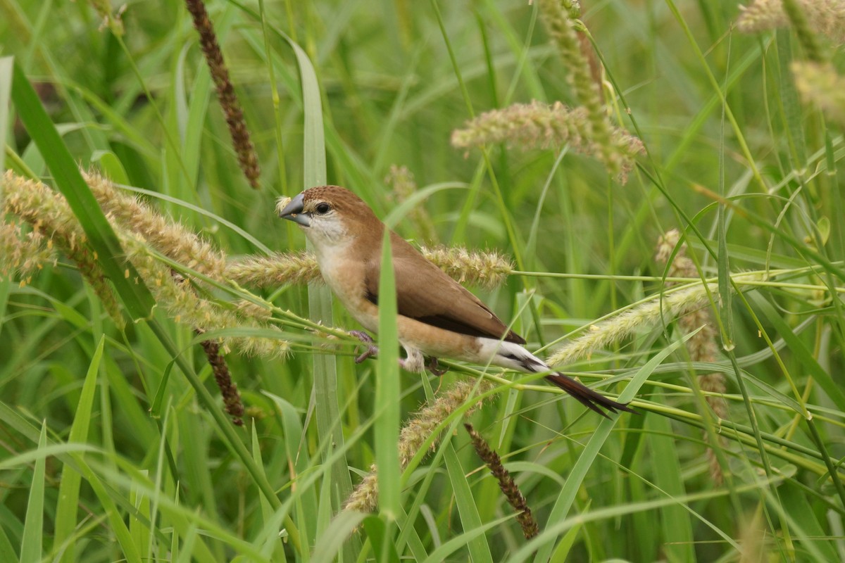 Indian Silverbill - ML589160561