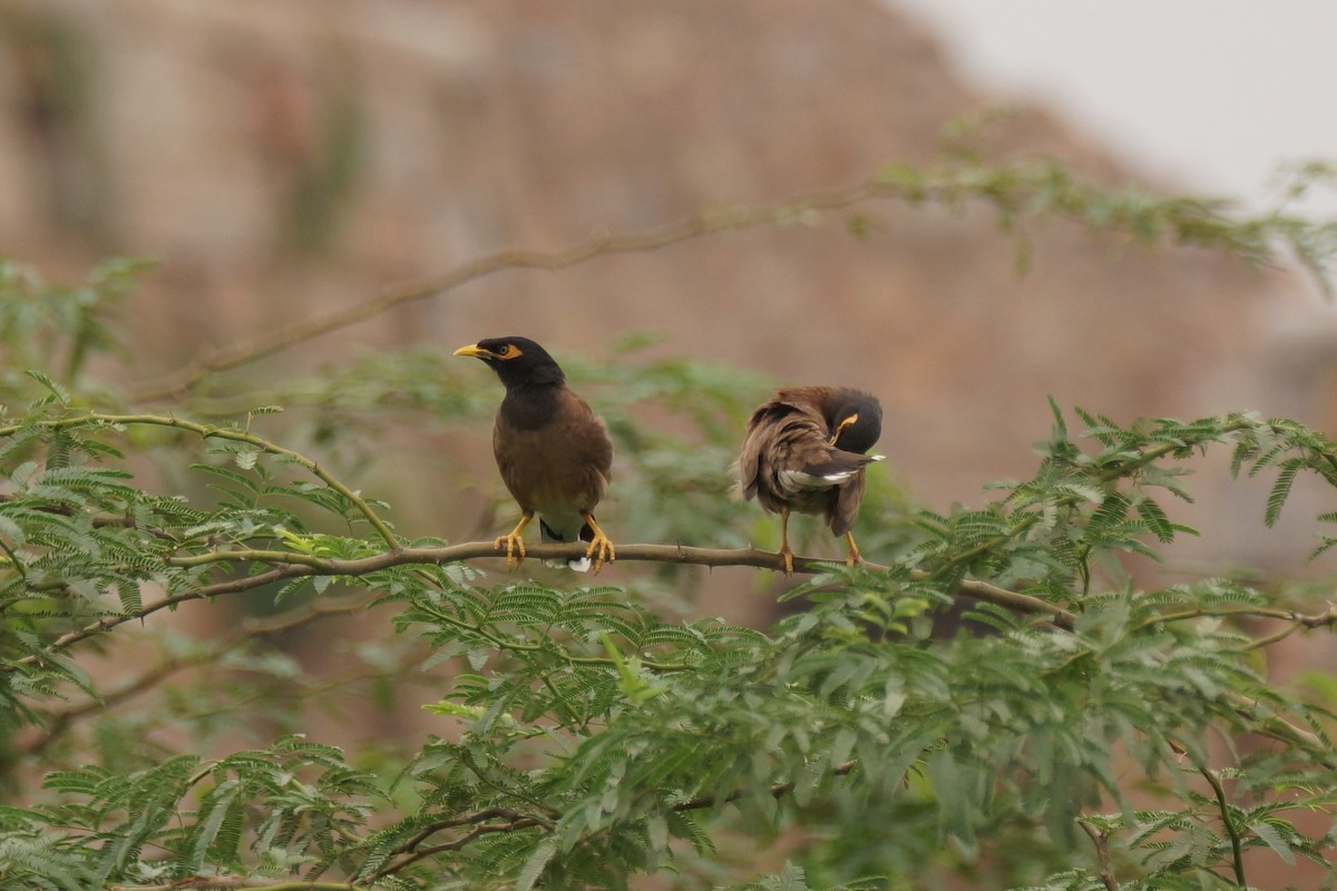 Тольт бор тодол - ML589160631