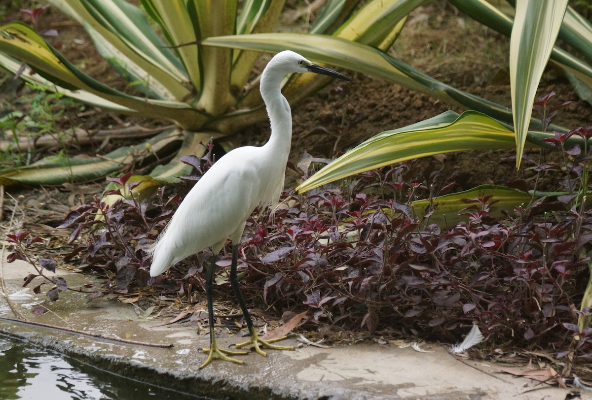 Хурган дэглий - ML589160651