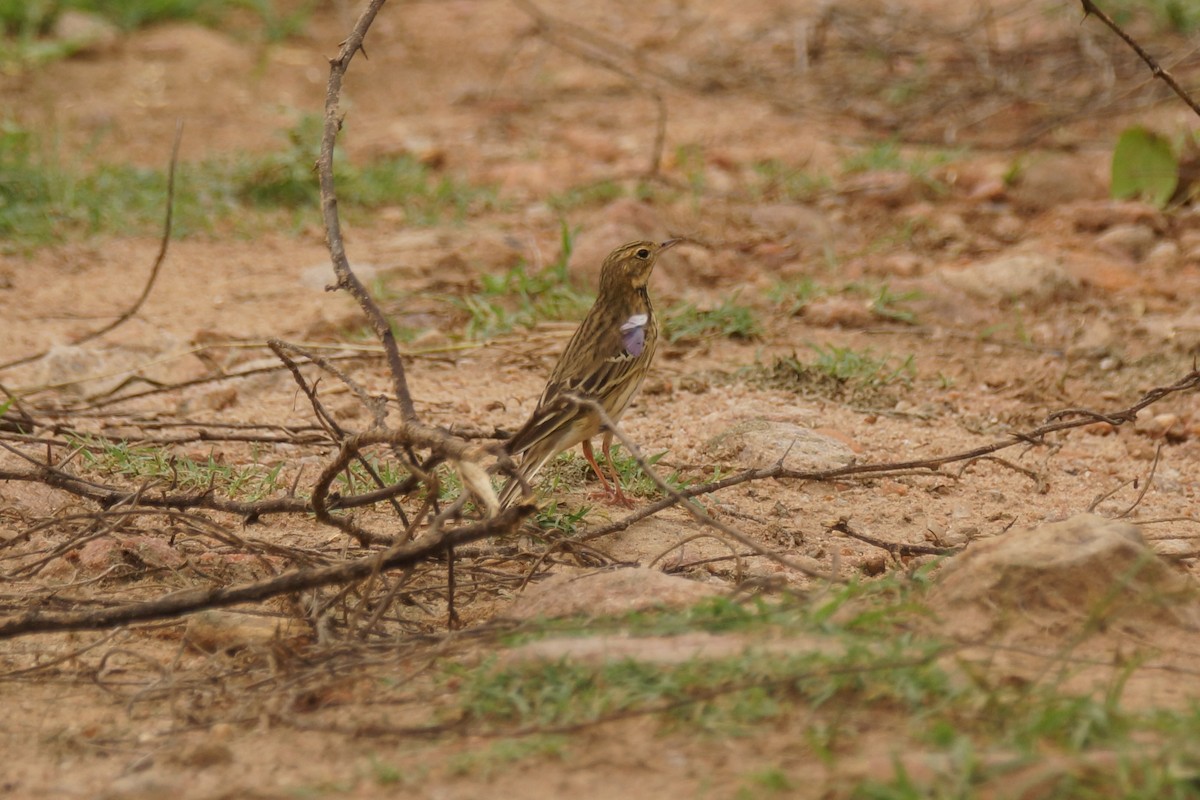 Бор шувууны багын тодорхойгүй зүйл - ML589160671