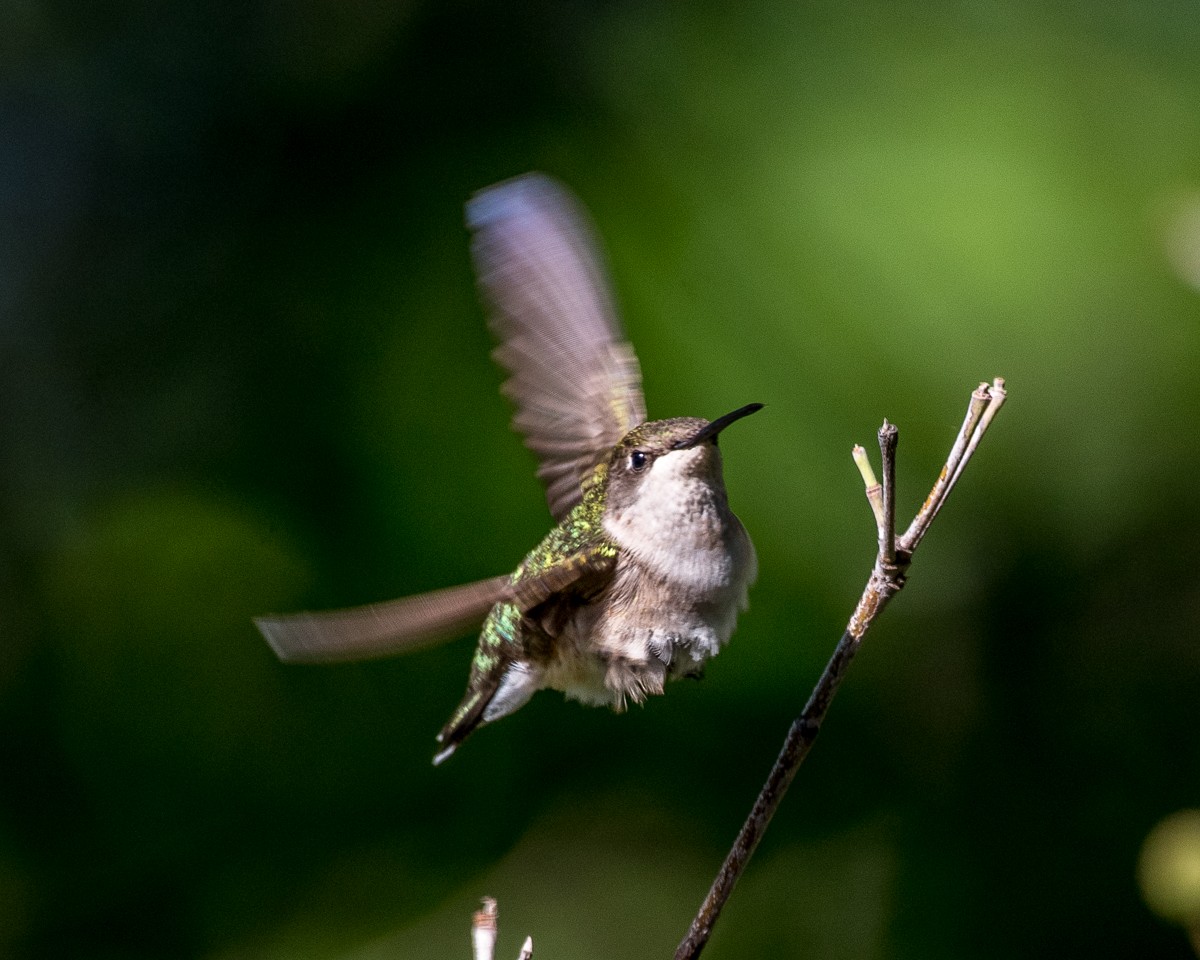 Ruby-throated Hummingbird - ML589160681