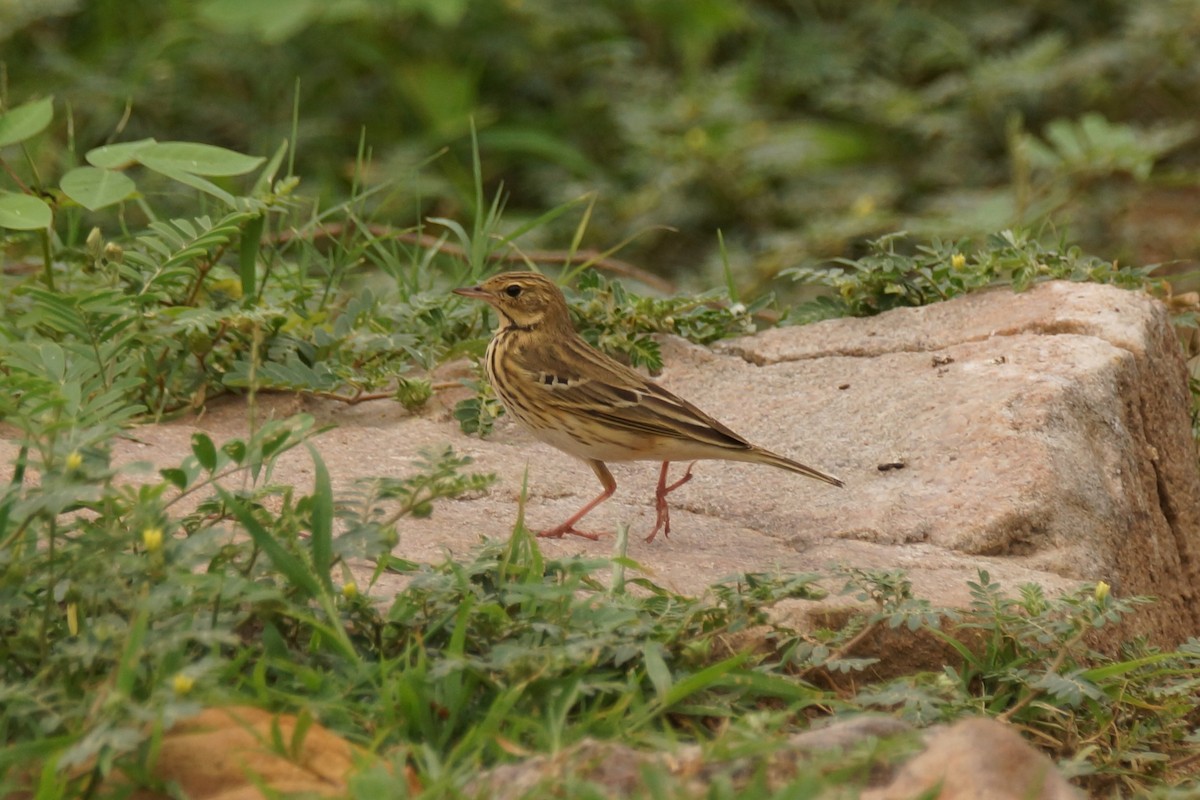 Бор шувууны багын тодорхойгүй зүйл - ML589161091