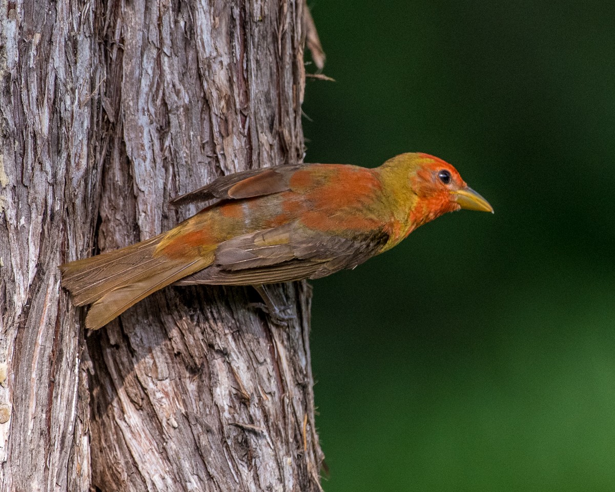 Summer Tanager - ML589161131