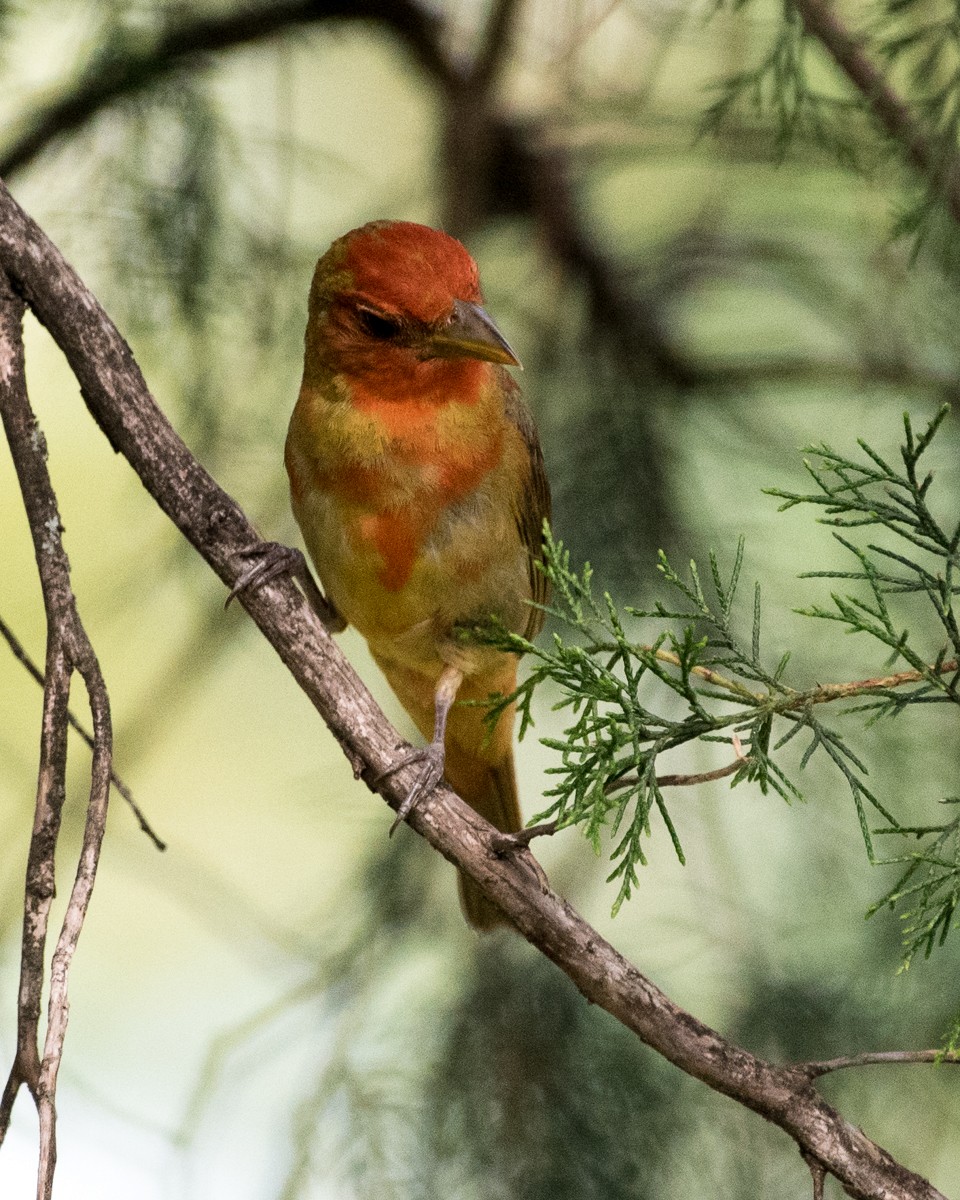 Summer Tanager - ML589161141