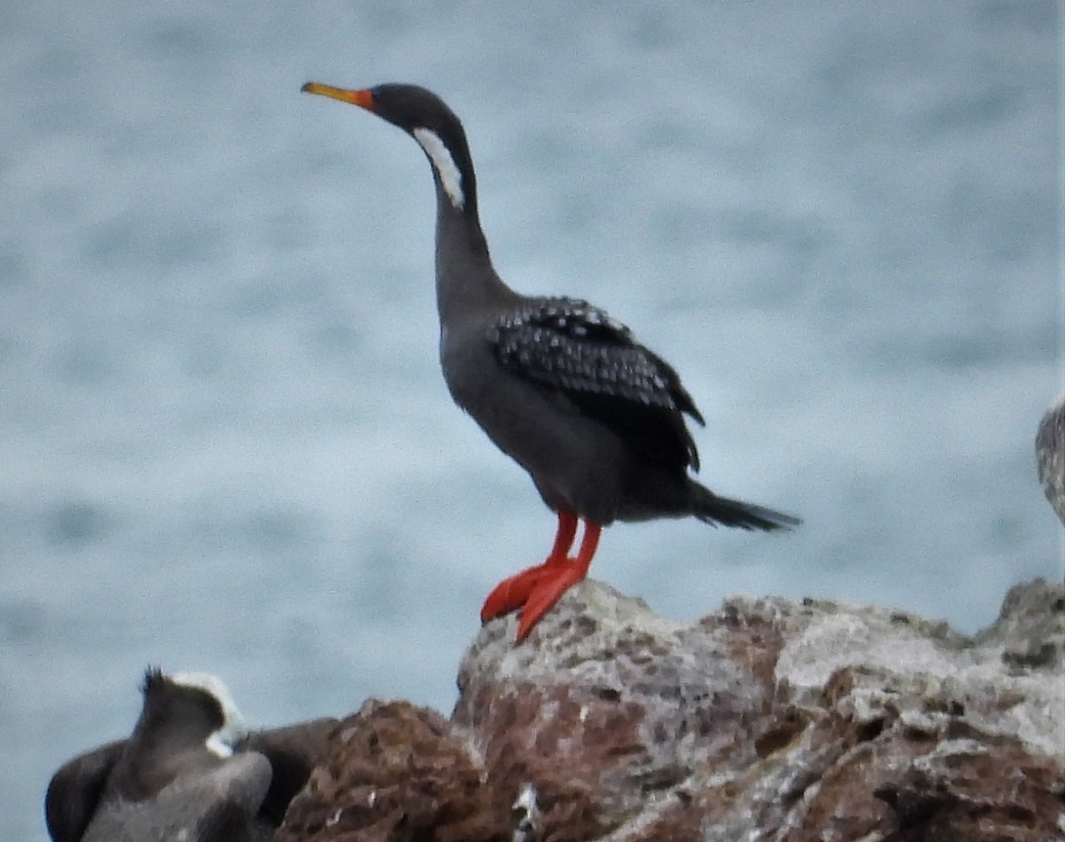 Red-legged Cormorant - Morten Winther Dahl