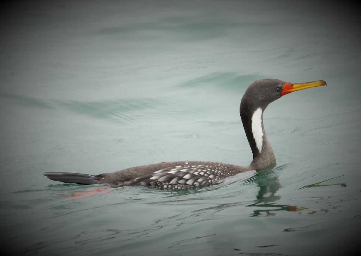 Red-legged Cormorant - ML589161541