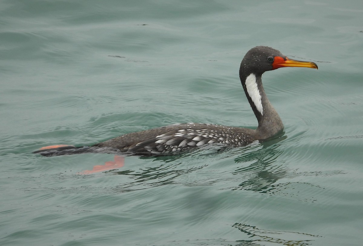 Red-legged Cormorant - ML589161551