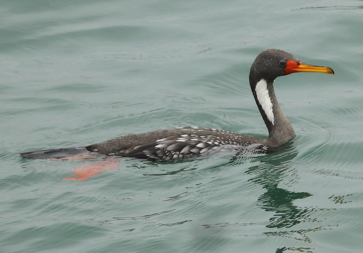 Red-legged Cormorant - ML589161571