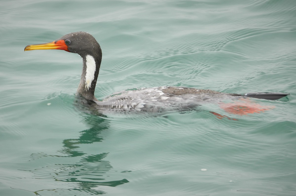 Red-legged Cormorant - Morten Winther Dahl