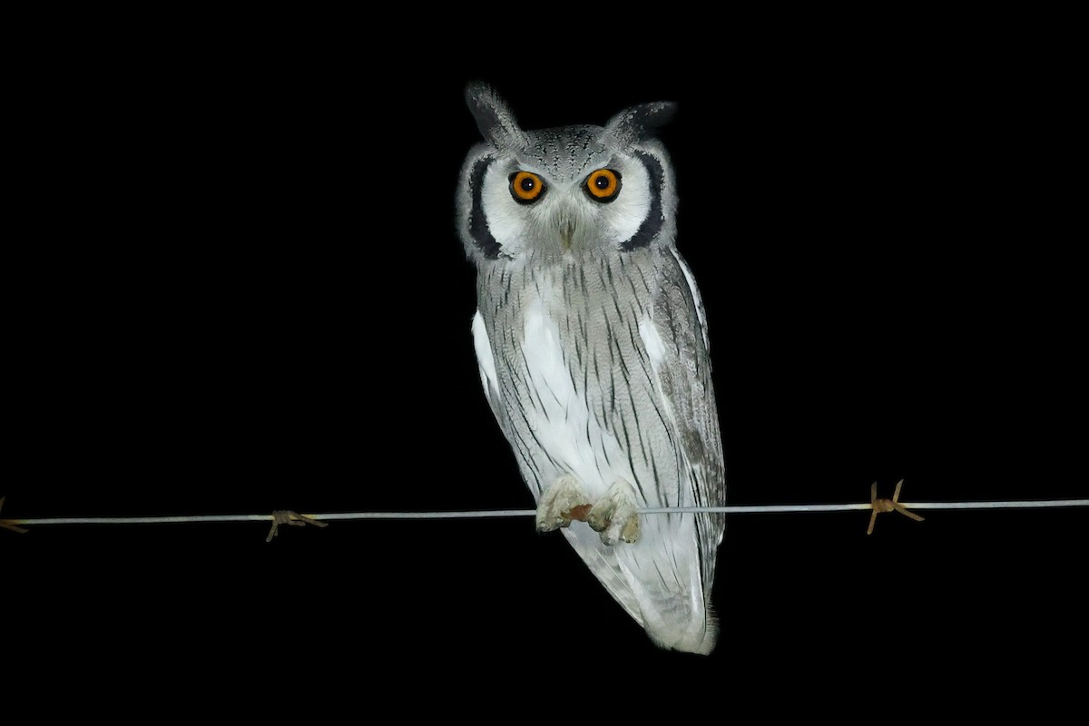 Southern White-faced Owl - Daniel Engelbrecht - Birding Ecotours