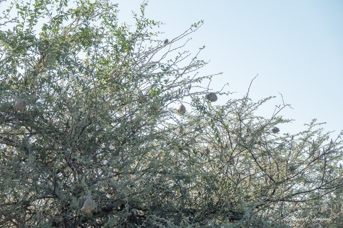 Southern Masked-Weaver - Anonymous