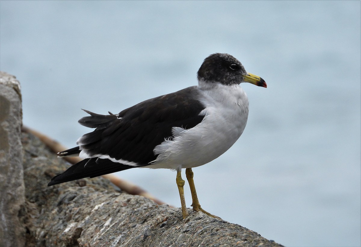 Belcher's Gull - ML589163241