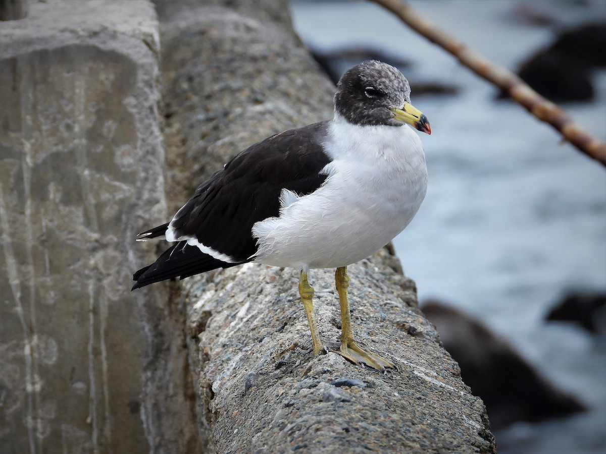 Belcher's Gull - ML589163281