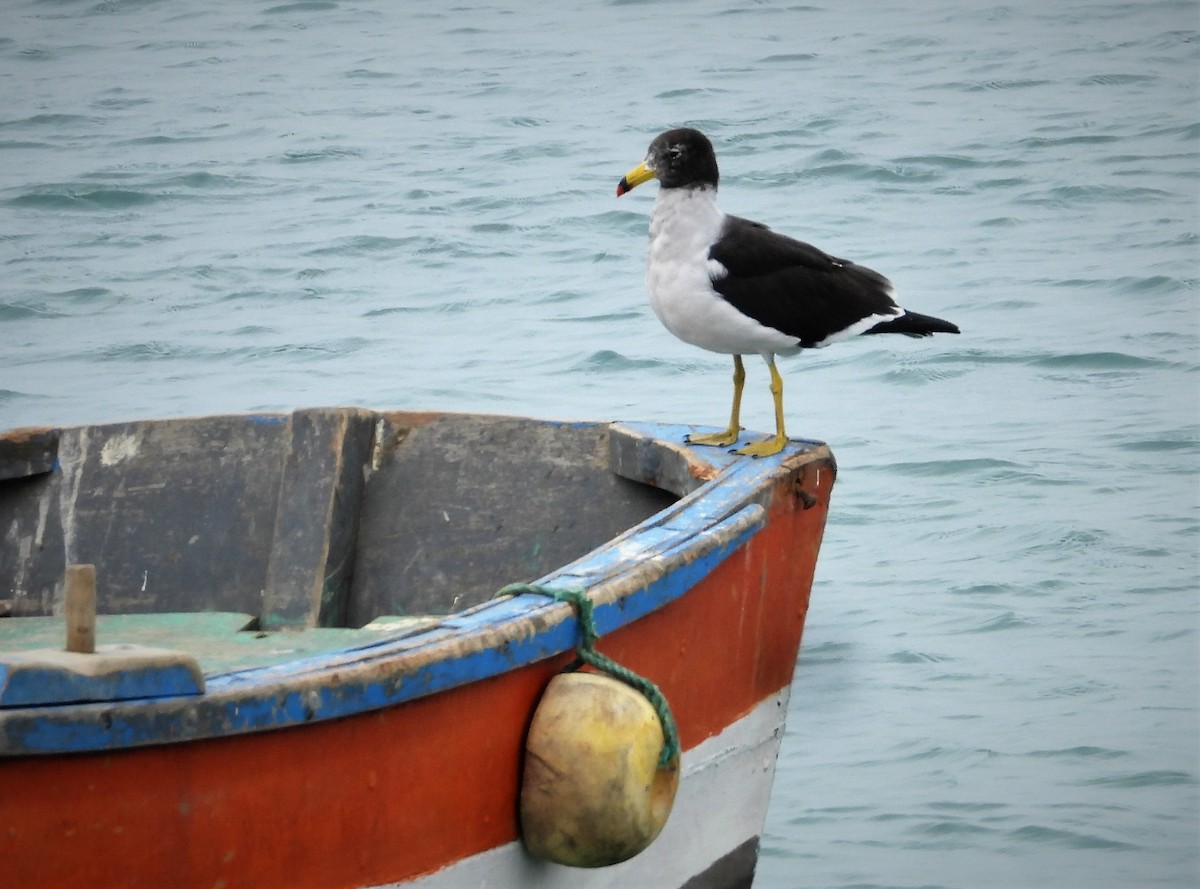 Belcher's Gull - ML589163301