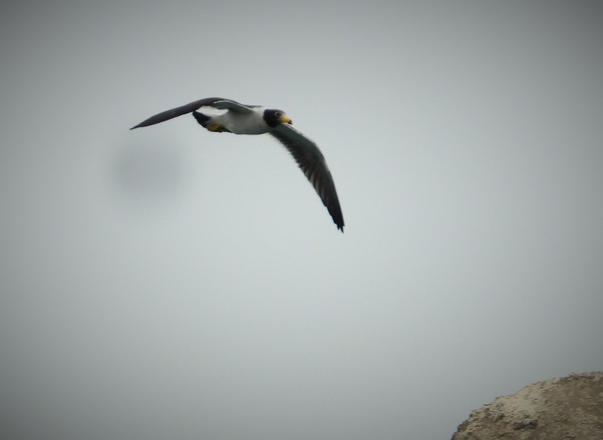 Belcher's Gull - ML589163391