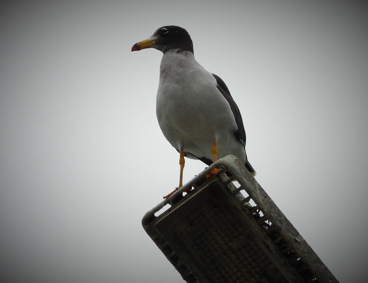 Belcher's Gull - ML589163421