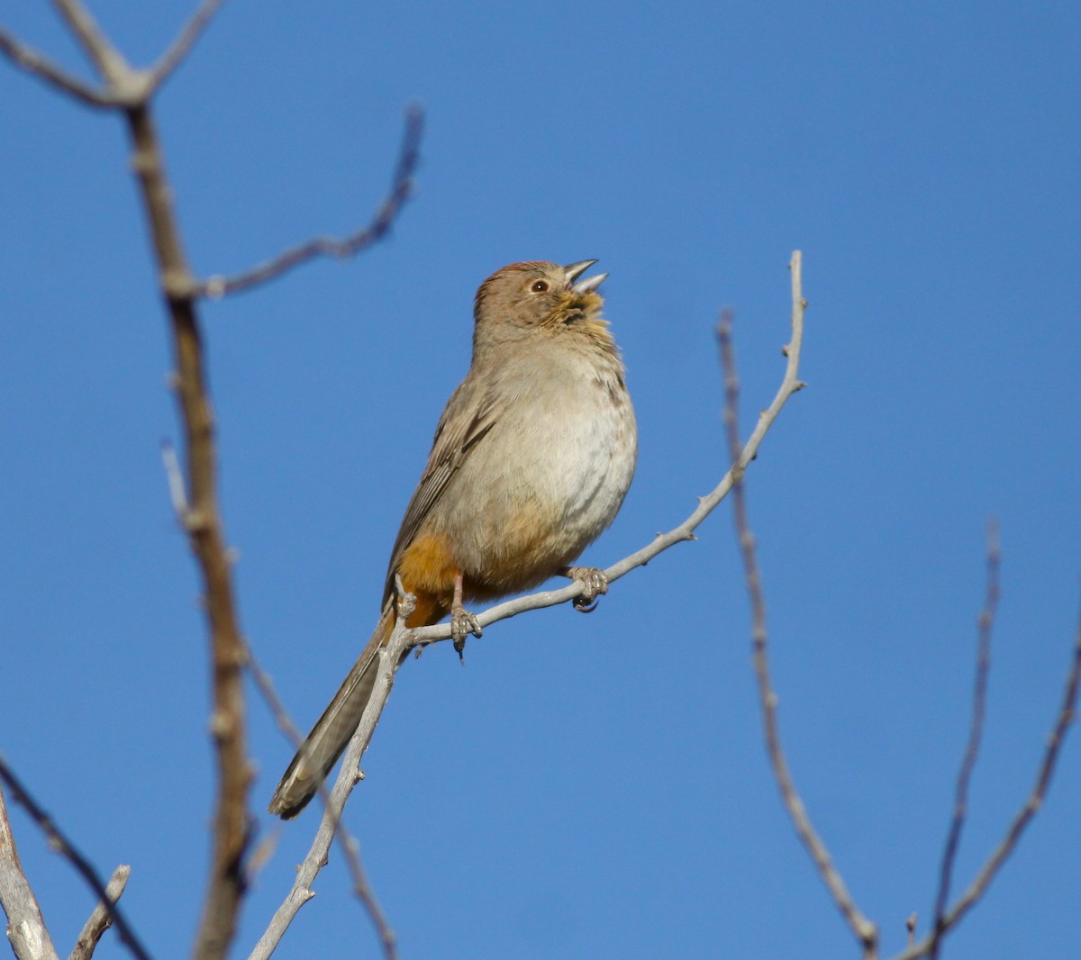 Canyon Towhee - ML58916381