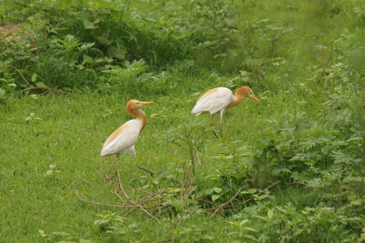 Eastern Cattle-Egret - ML589163951