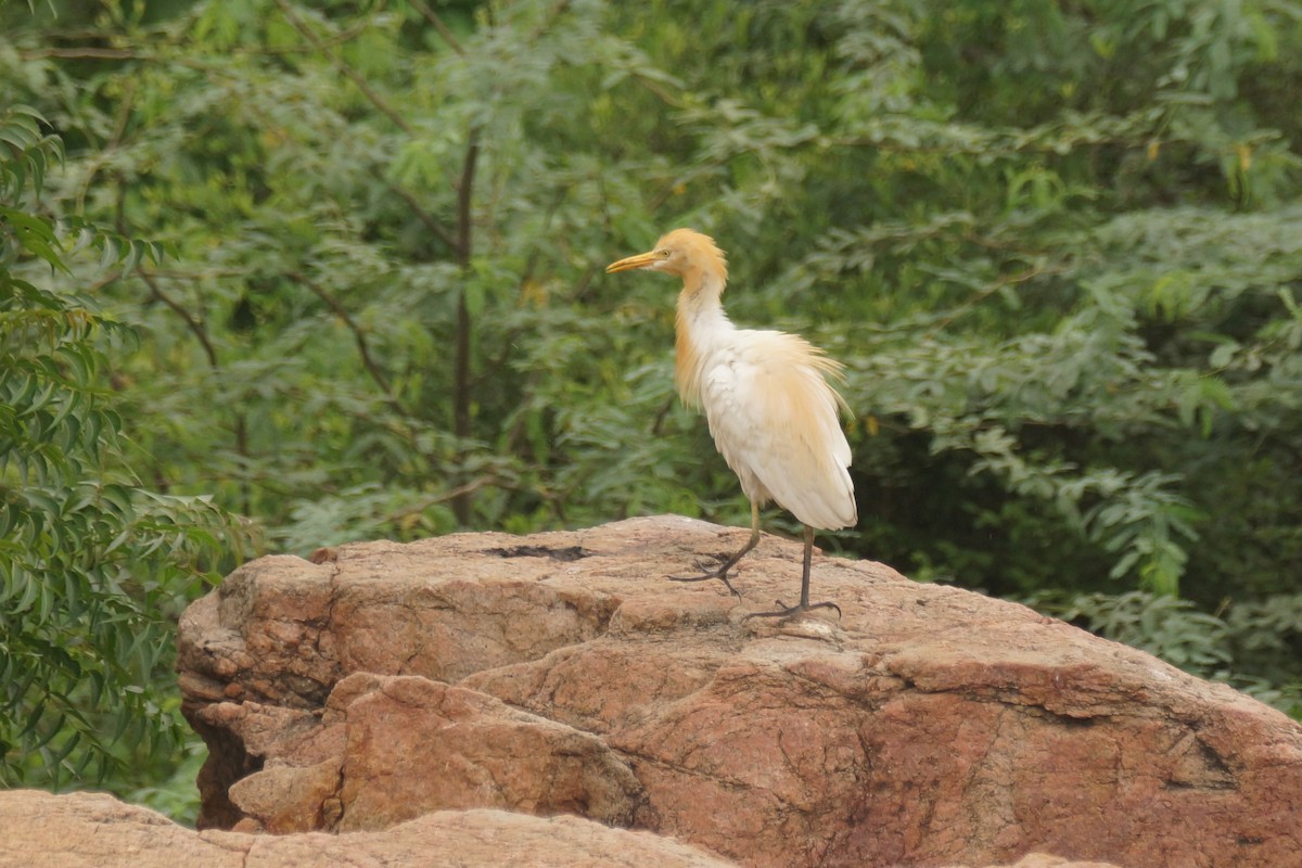 Eastern Cattle-Egret - ML589163981
