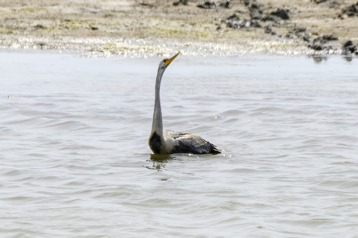 Oriental Darter - ML589165271