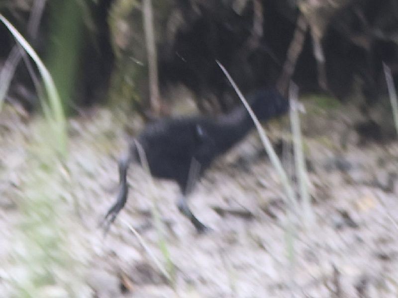 Clapper Rail - ML589165611