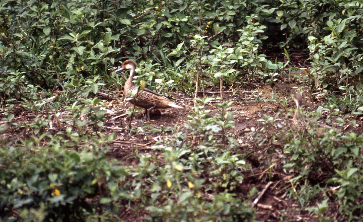 White-cheeked Pintail - ML589165641