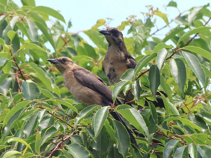 Boat-tailed Grackle - ML589165661